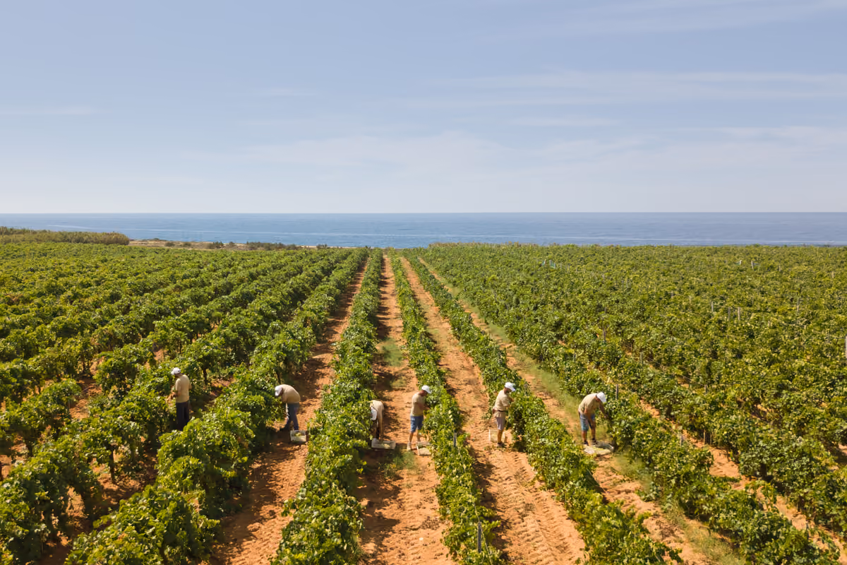 La Sicilia è Regione vinicola dell’anno 2026 secondo Wine Enthusiast
