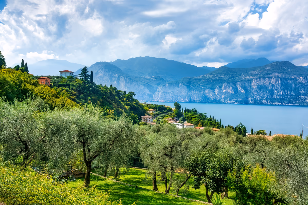 Olio del Garda, raccolto record nel 2026: attesi 100mila quintali di olive
