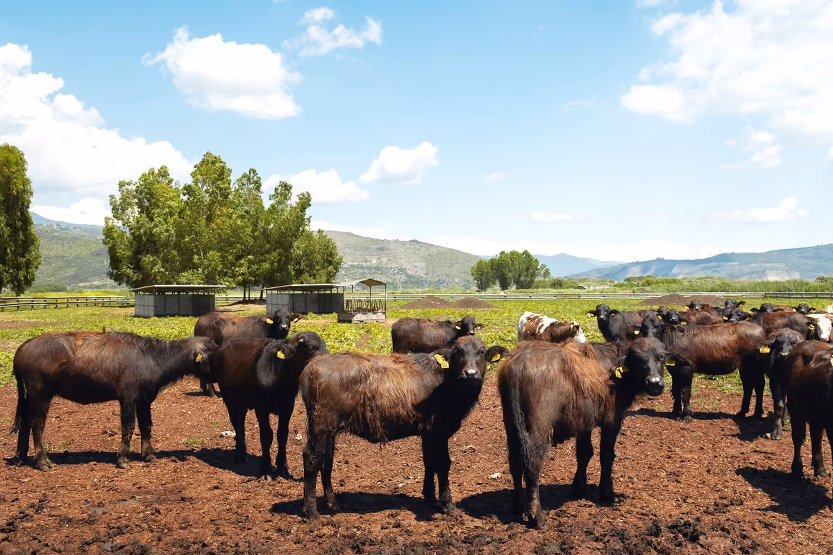 Genetica, benesse animale e IA al centro del World Buffalo Congress a Sorrento