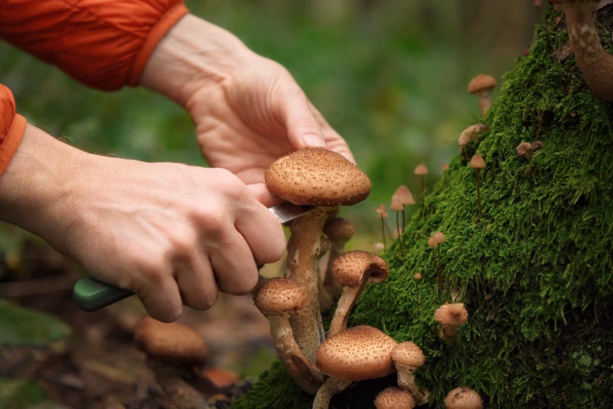 Lombardia, raccolta funghi: limite di 3 kg al giorno e nuove regole in arrivo