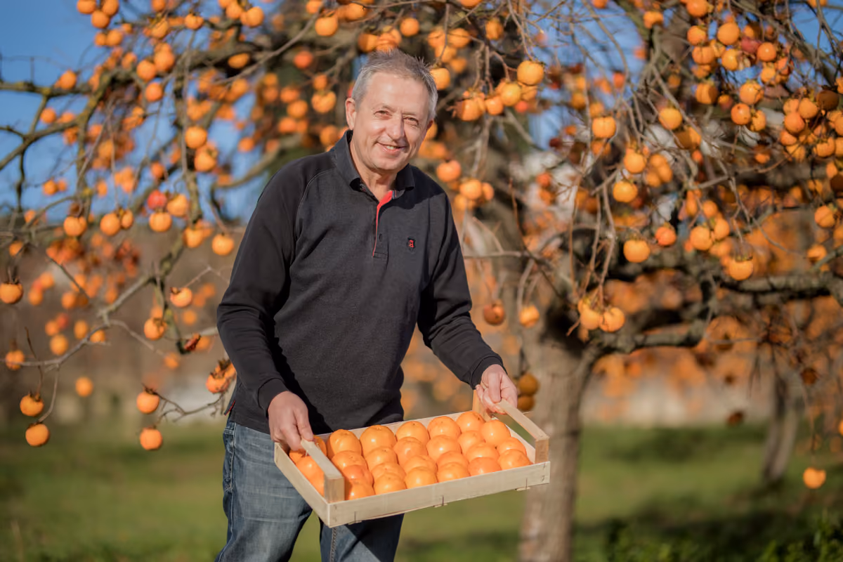 La “Festa dei cachi” è il motivo in più per scoprire l'Istria slovena in autunno