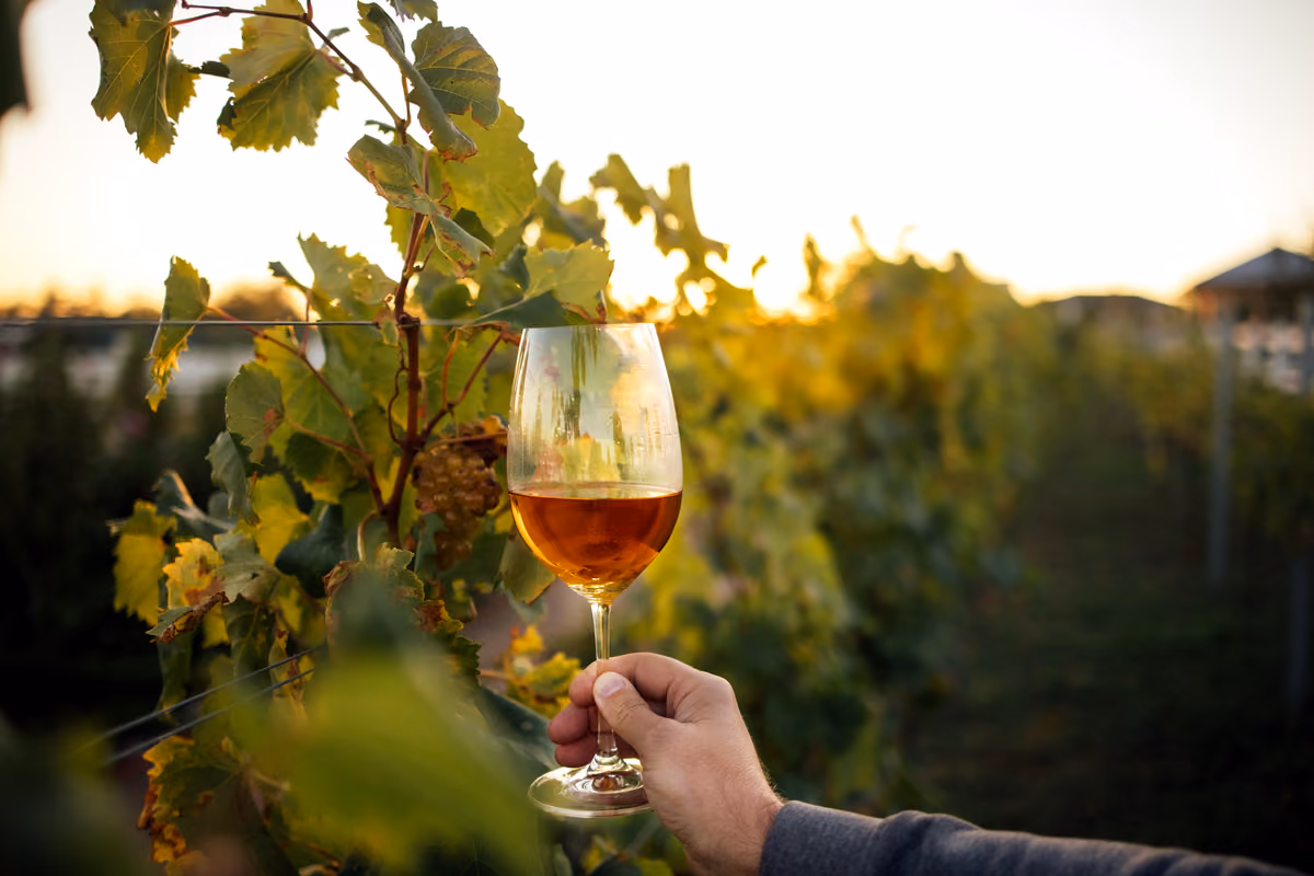 Tra anfore, lunghe macerazioni e vitigni rari: alla scoperta dei vini della Slovenia