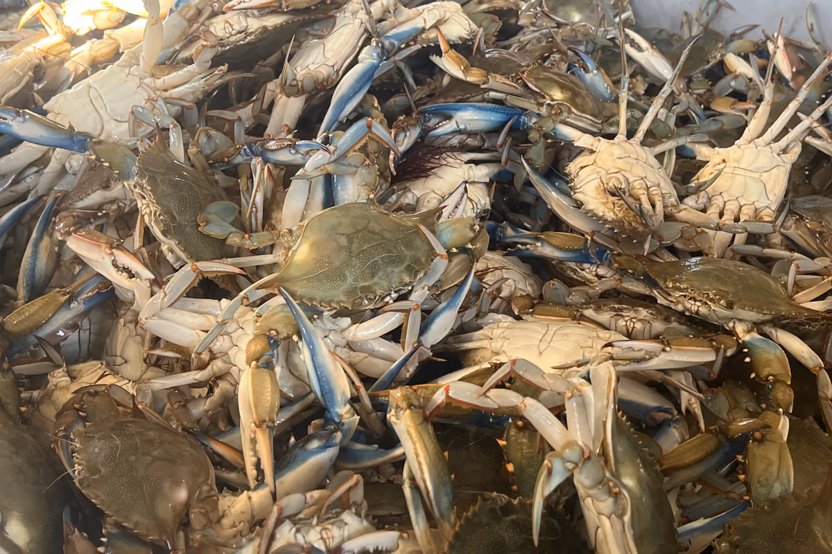 Come salvare cozze e vongole dal granchio blu? A Scardovari la risposta è «diversificare»