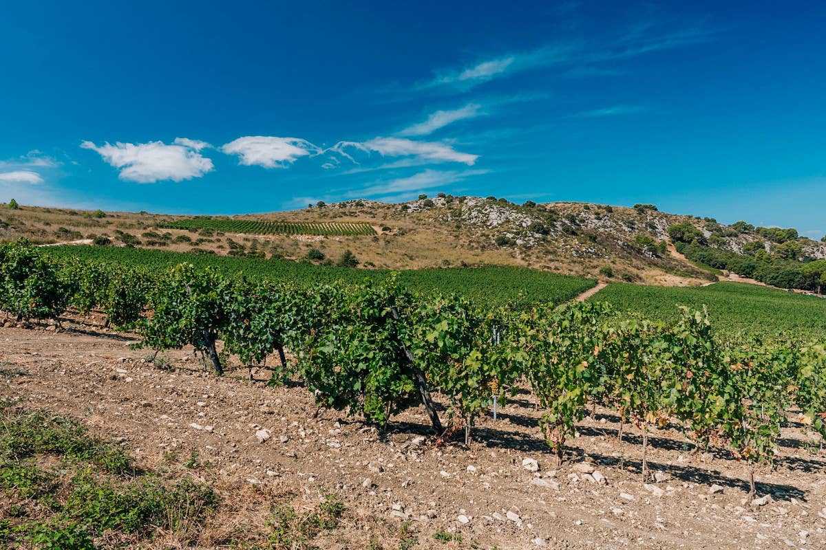 Serra Ferdinandea, in Sicilia un paradiso agricolo rinato e i suoi tre vini