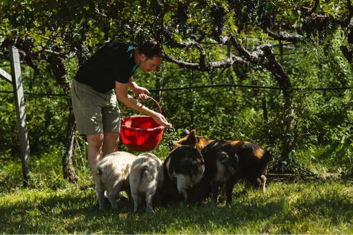Gli animali al pascolo nei vigneti: ecco gli esempi italiani di successo