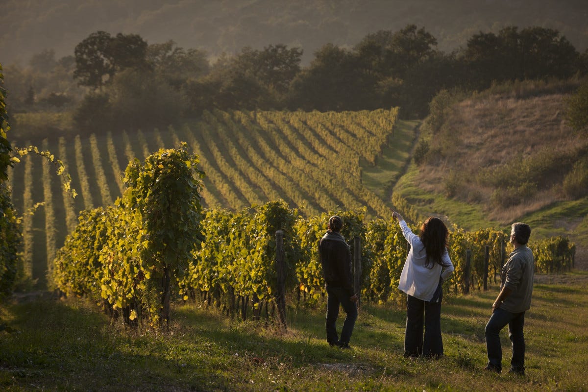 Feudi di San Gregorio fare vini sempre più sostenibili
