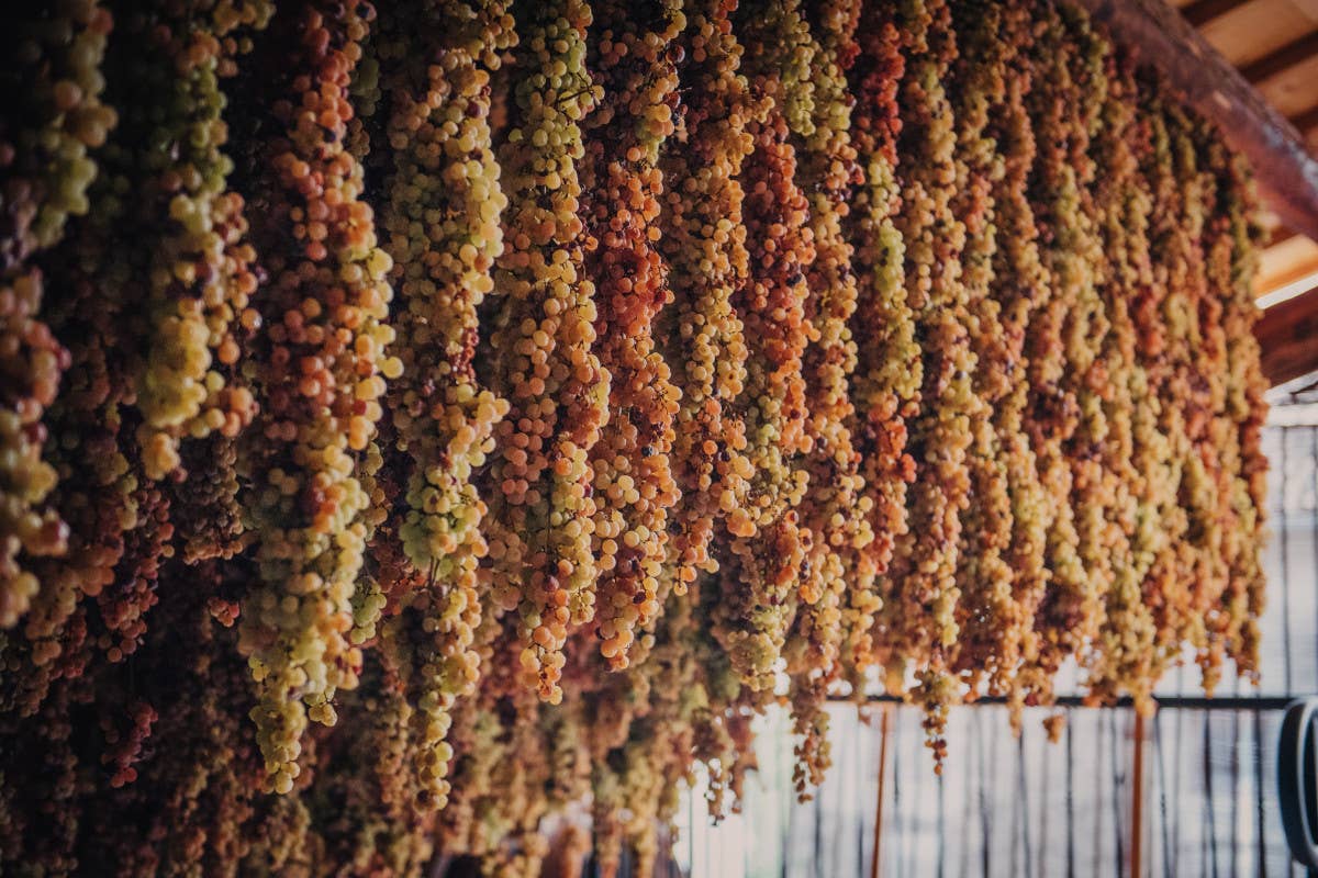 Gambellara, la terra della Garganega: un viaggio tra vini bianchi pregiati