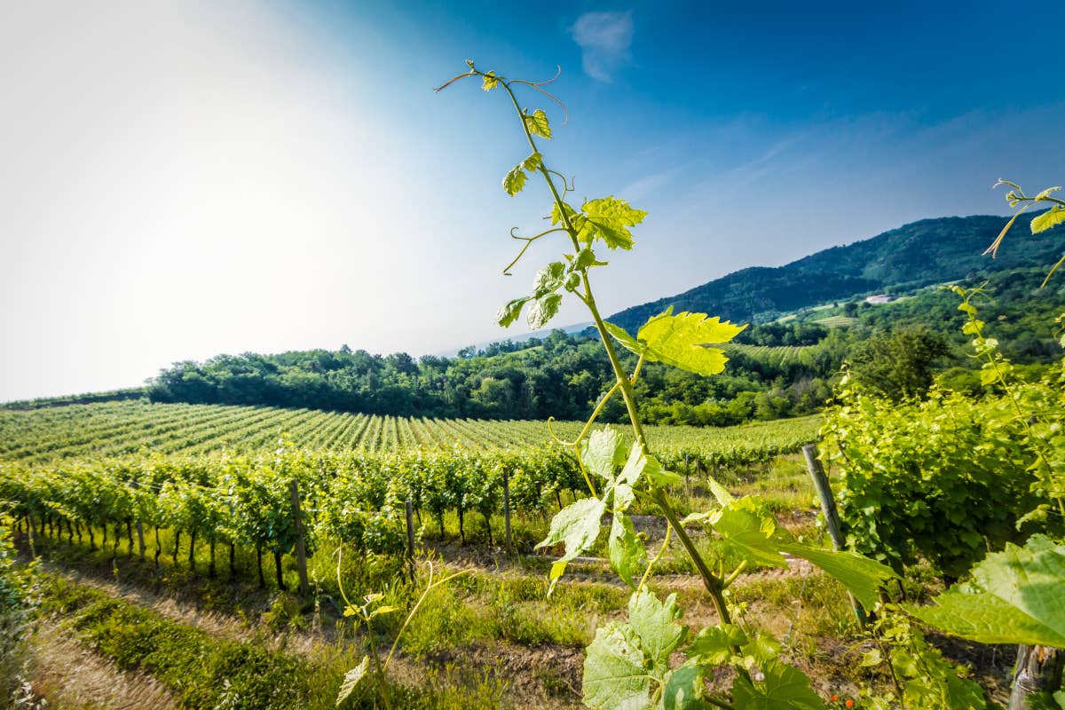 Livon celebra 60 anni di vini nel Collio tra storia, tradizione e futuro