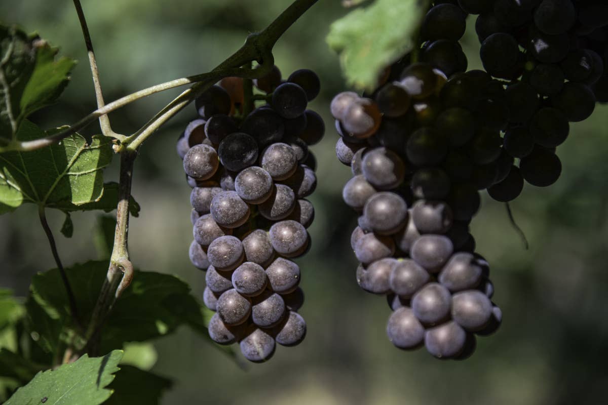 Cresce il Pinot Grigio delle Venezie Doc: ecco le strategie per il futuro