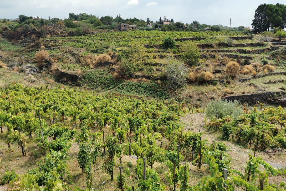 Etna Wine Forum, ecco tutti i migliori vini del vulcano in Sicilia