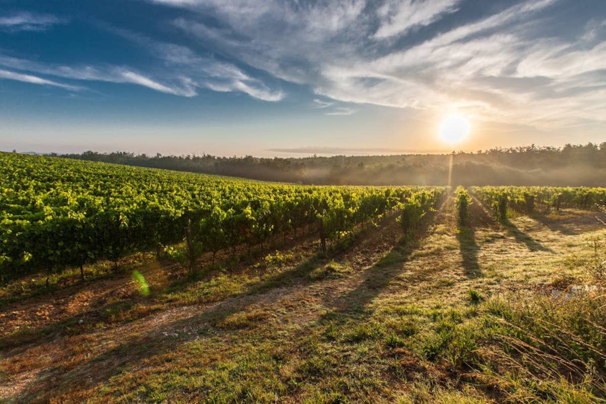 A Lisbona sulle tracce di Bacco: l'itinerario da seguire per gli amanti del vino