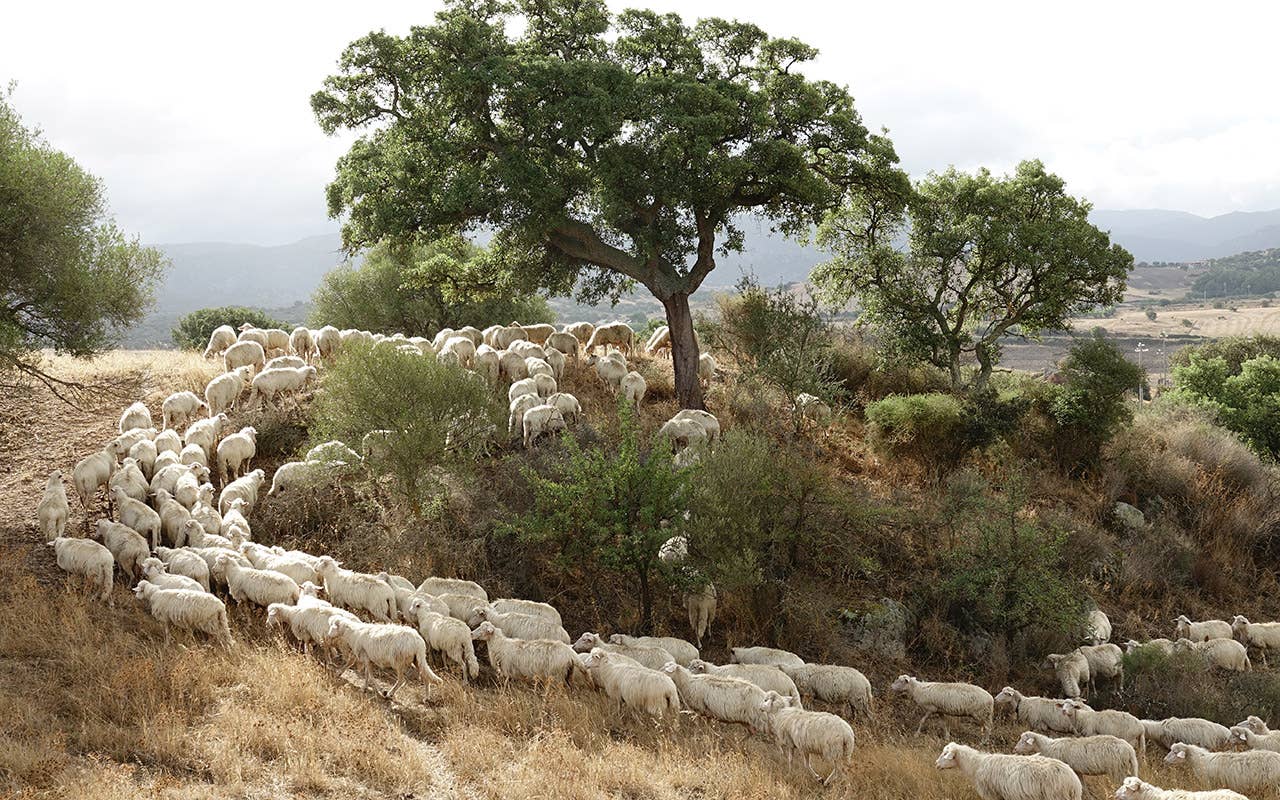 Veduta nella zona di Santo Stefano Oschiri, alla scoperta dell'altra Sardegna e dell'altra Gallura