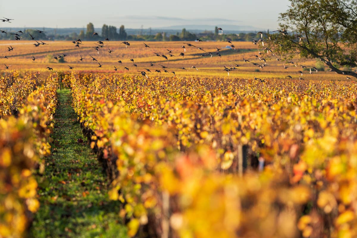 Les Grands Chais de France in Italia nuova vendemmia in crescendo