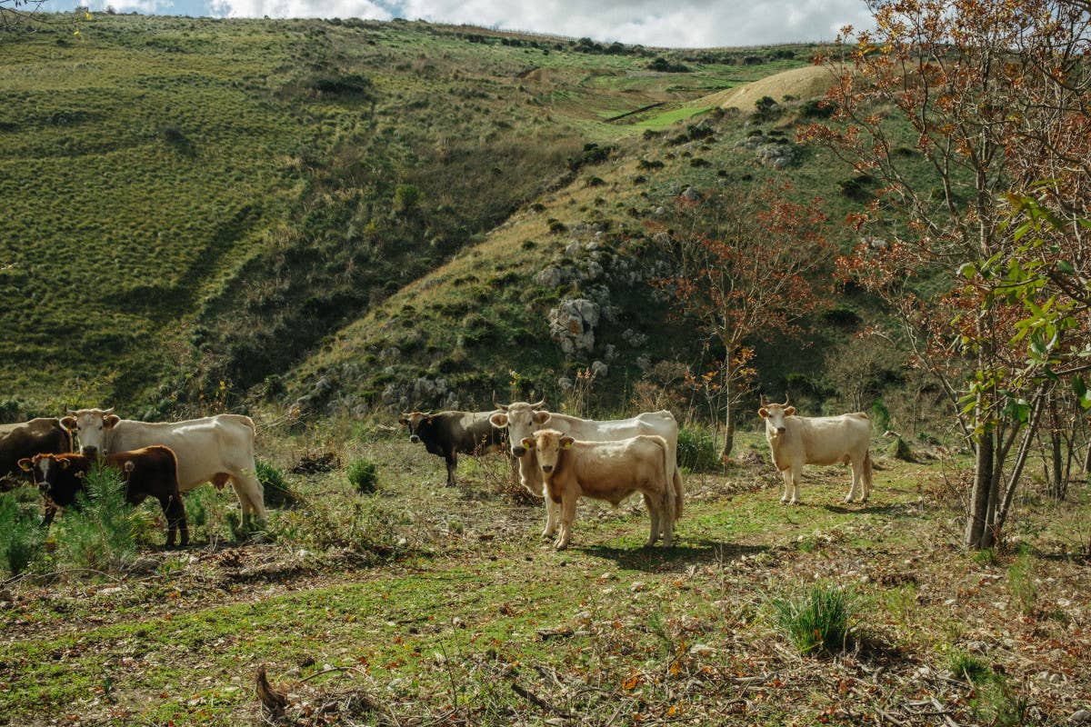 Serra Ferdinandea, in Sicilia un paradiso agricolo rinato e i suoi tre vini