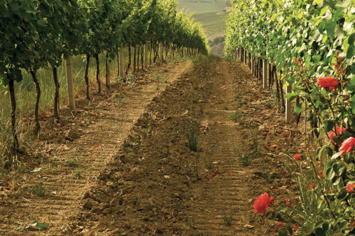 Verdicchio di Matelica, il futuro roseo del bianco delle Marche