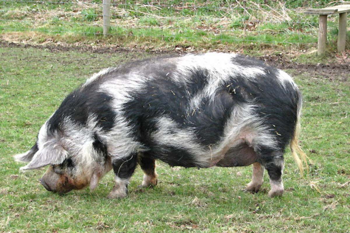 Gli animali al pascolo nei vigneti: ecco gli esempi italiani di successo