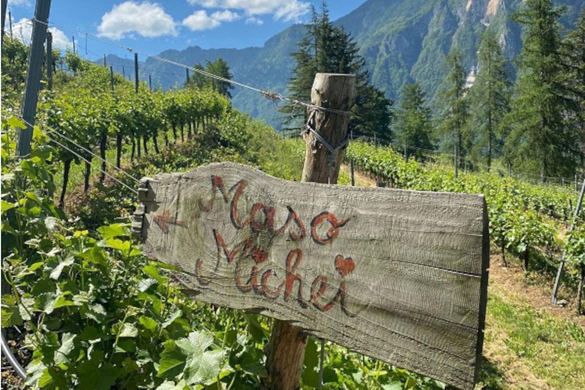 Martin Foradori Hofstätter brinda con il Trentodoc Blanc de Noirs di Maso Michei