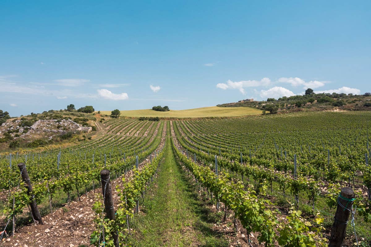 Serra Ferdinandea, in Sicilia un paradiso agricolo rinato e i suoi tre vini