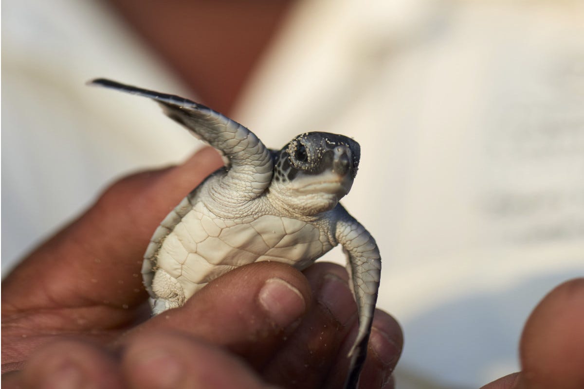 Aiutare le tartarughe marine in vacanza? Vai al Constance Lemuria