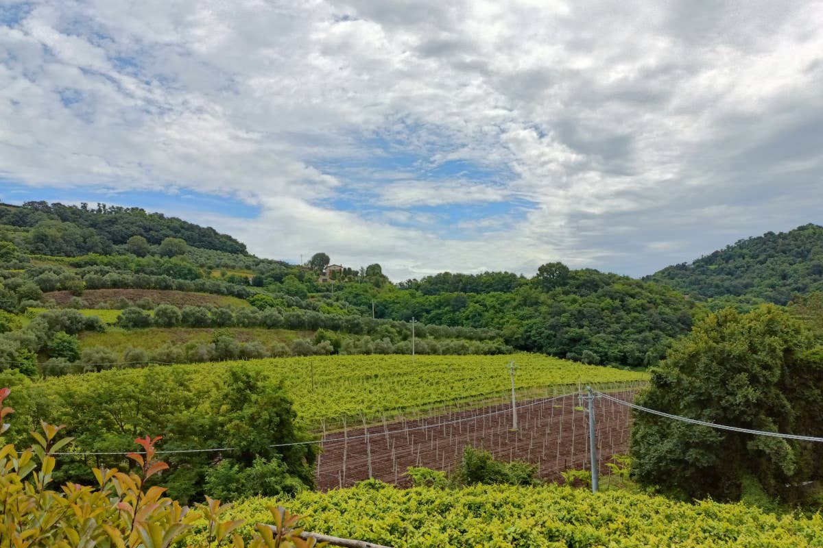 Gambellara, la terra della Garganega: un viaggio tra vini bianchi pregiati