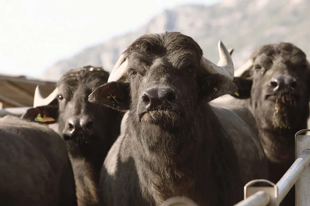 Vere massaie cilentane nella cucina de “La Dispensa San Salvatore” a Paestum Vere massaie cilentane nella cucina de “La Dispensa San Salvatore” a Paestum