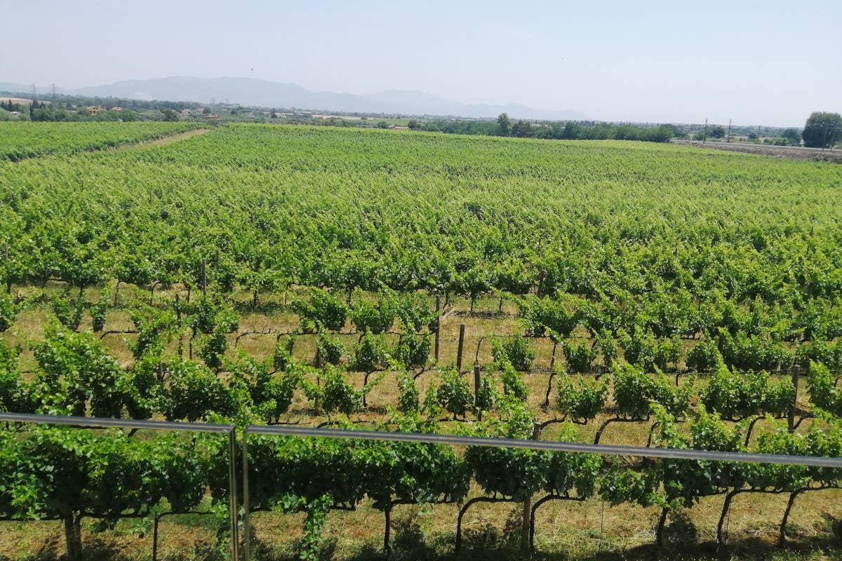 CantinAmena: storia, passione e vini biologici ai Castelli Romani