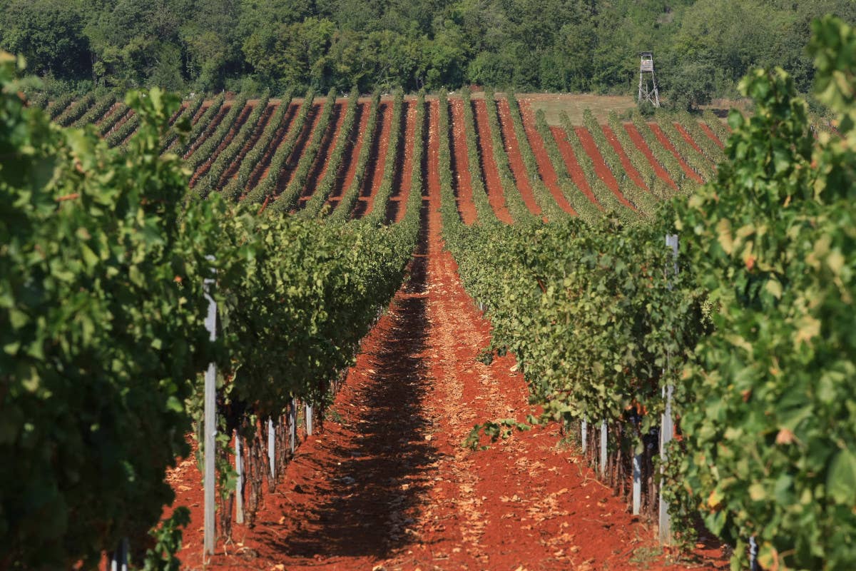 Istria gourmet da scoprire tra vino, olio e mare