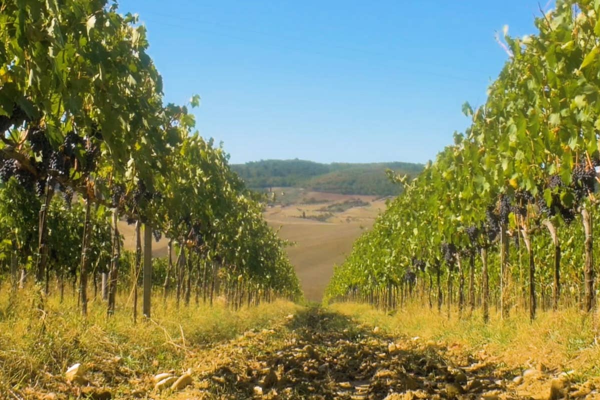 Fattoria della Talosa punta sul recupero di vigneti storici di Montepulciano