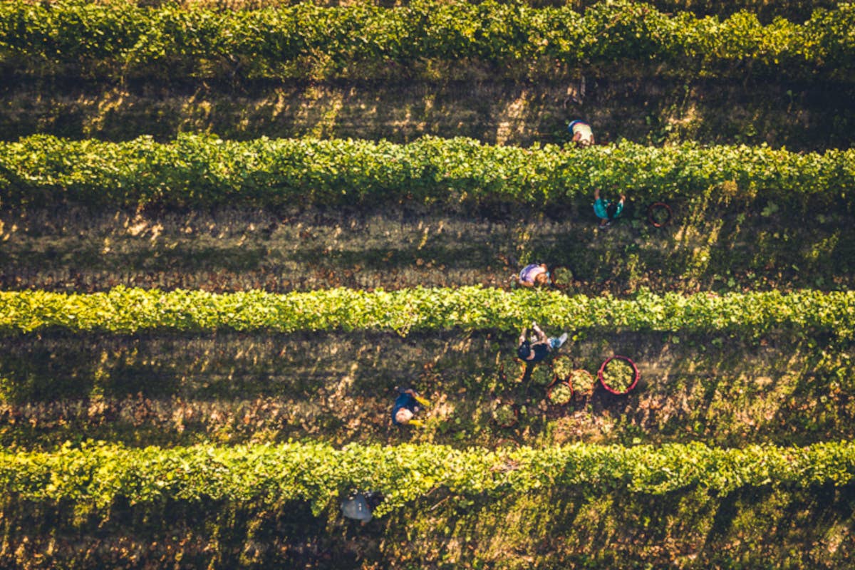 Nonostante le difficoltà, la vendemmia 2024 di Cantina Torrevilla si prospetta di qualità Vendemmia 2024 a Cantina Torrevilla tra sfide climatiche e risultati promettenti