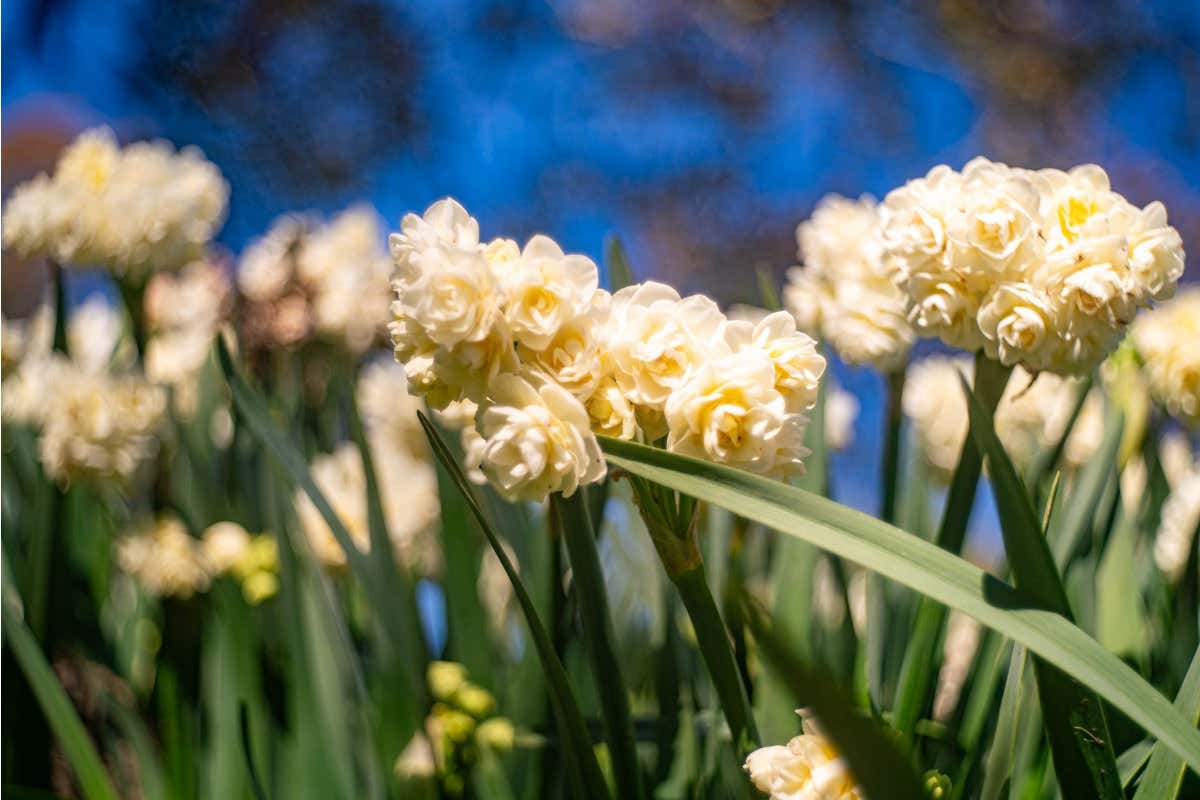 Autunno in fiore: 100mila tulipani trasformano il Parco Sigurtà in spettacolo globale Autunno in fiore: 100mila tulipani trasformano il Parco Sigurtà in spettacolo globale