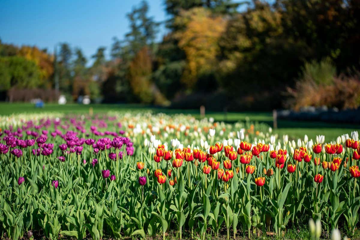 Autunno in fiore: 100mila tulipani trasformano il Parco Sigurtà in spettacolo globale Autunno in fiore: 100mila tulipani trasformano il Parco Sigurtà in spettacolo globale