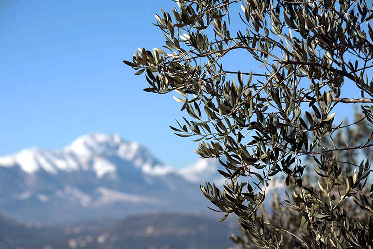 Abruzzo e olio evo Una storia che arriva da lontano Abruzzo e olio evo Una storia che arriva da lontano