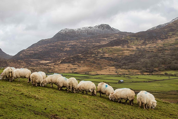 In Galles si contano circa 10 milioni di ovini Agnello Gallese Igp: gusto, tenerezza, sostenibilità e servizio
