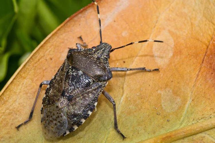 (Agricoltura, minaccia della cimice asiatica Nei campi 1 miliardo di danni da insetti)