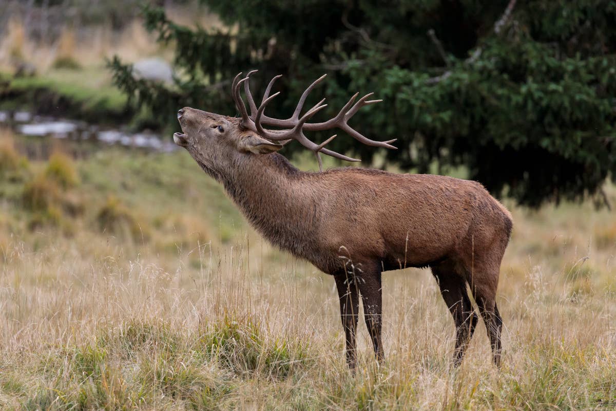 Bramito del cervo in Val di Fiemme, Paneveggio. Foto: Alessandro Gruzza La magia dell’autunno in Trentino