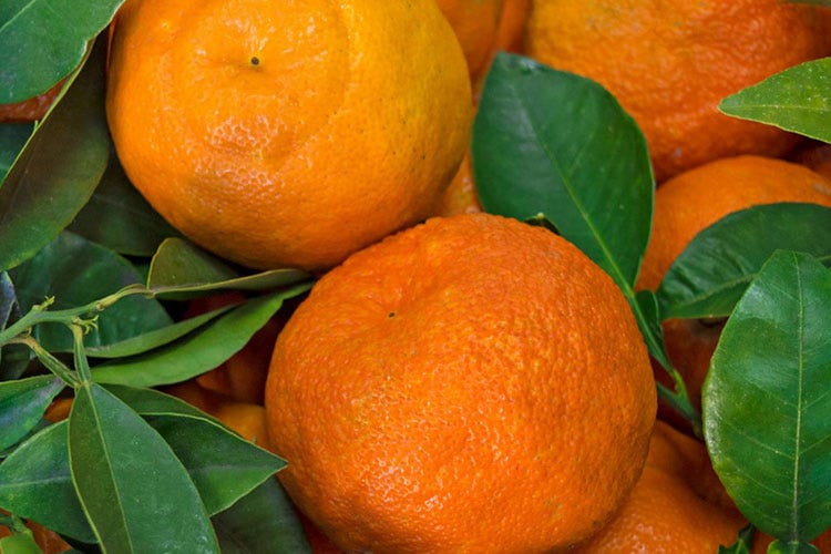L'arancia selvatica è una pianta rara - Amaranca, l’amaro di Romeo I sapori selvatici dell’Etna