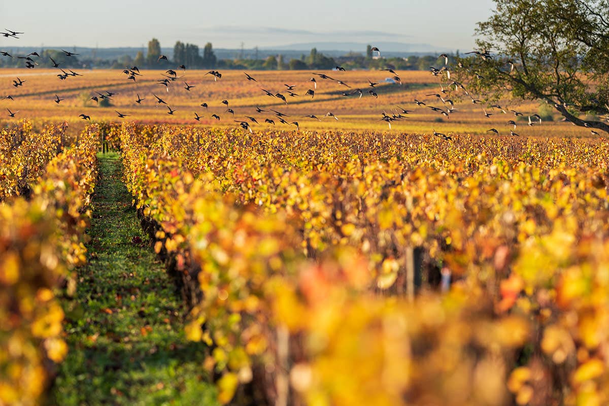 I grandi vini di Borgogna conquistano anche l'Italia