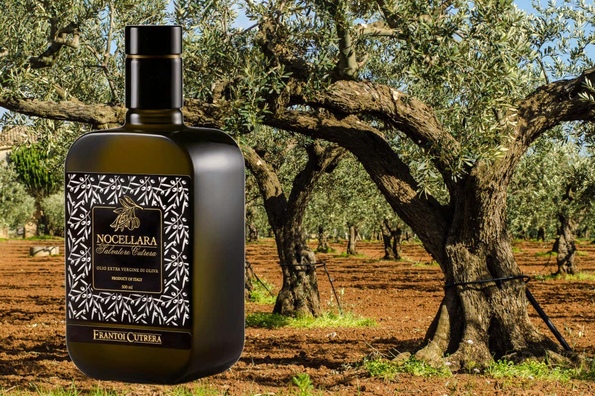 Sicilia, terra d'olio extravergine: numeri, storia e alcune varietà da scoprire