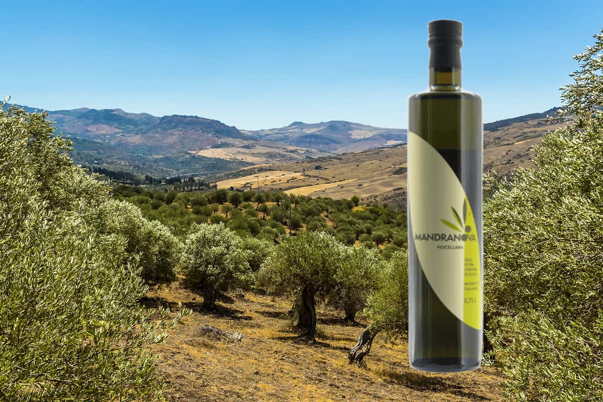 Sicilia, terra d'olio extravergine: numeri, storia e alcune varietà da scoprire