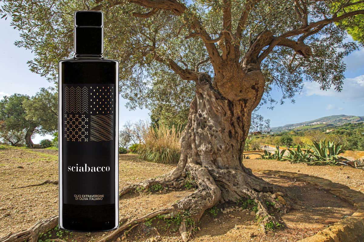 Sicilia, terra d'olio extravergine: numeri, storia e alcune varietà da scoprire