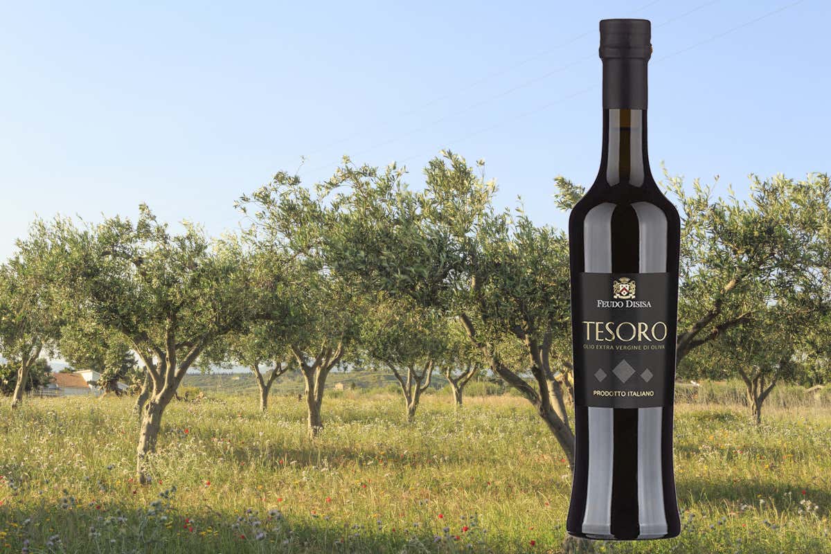 Sicilia, terra d'olio extravergine: numeri, storia e alcune varietà da scoprire