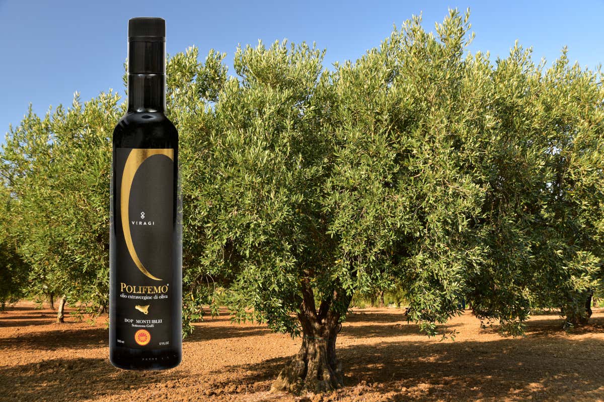 Sicilia, terra d'olio extravergine: numeri, storia e alcune varietà da scoprire