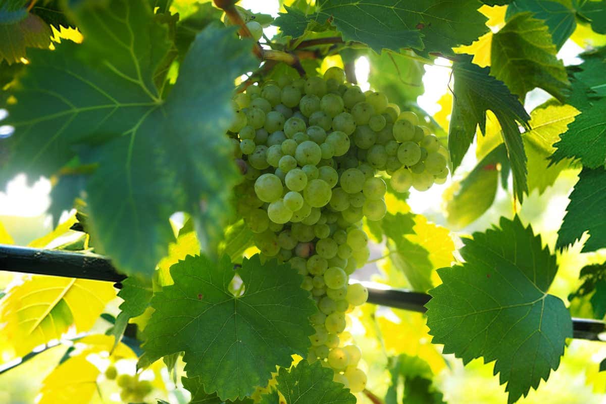 Conegliano Valdobbiadene, clima e maturazione: vendemmia 2025 promettente