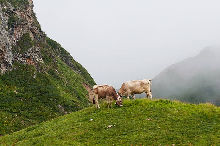 Mucche di razza Bruna Italiana al pascolo - Bettelmatt, gioiello di montagna Solo 6mila forme all'anno