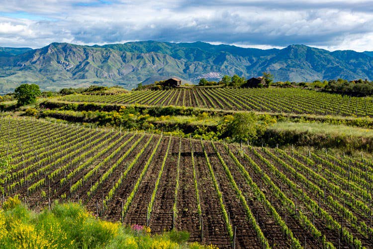 Una vigna in Sicilia Stefano Milioni firma storica del vino: “Non si perda il legame col territorio”