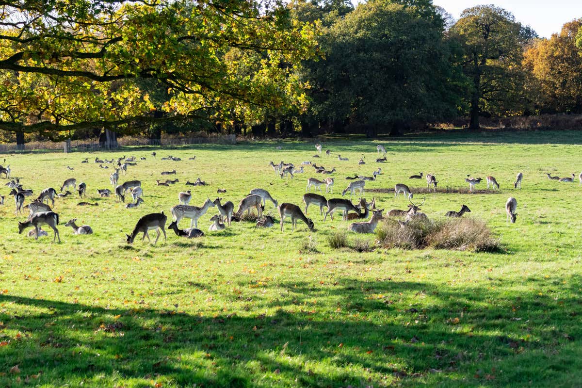 La Londra di Bridget Jones: un tour tra i luoghi iconici della saga La Londra di Bridget Jones: un tour tra i luoghi iconici della saga