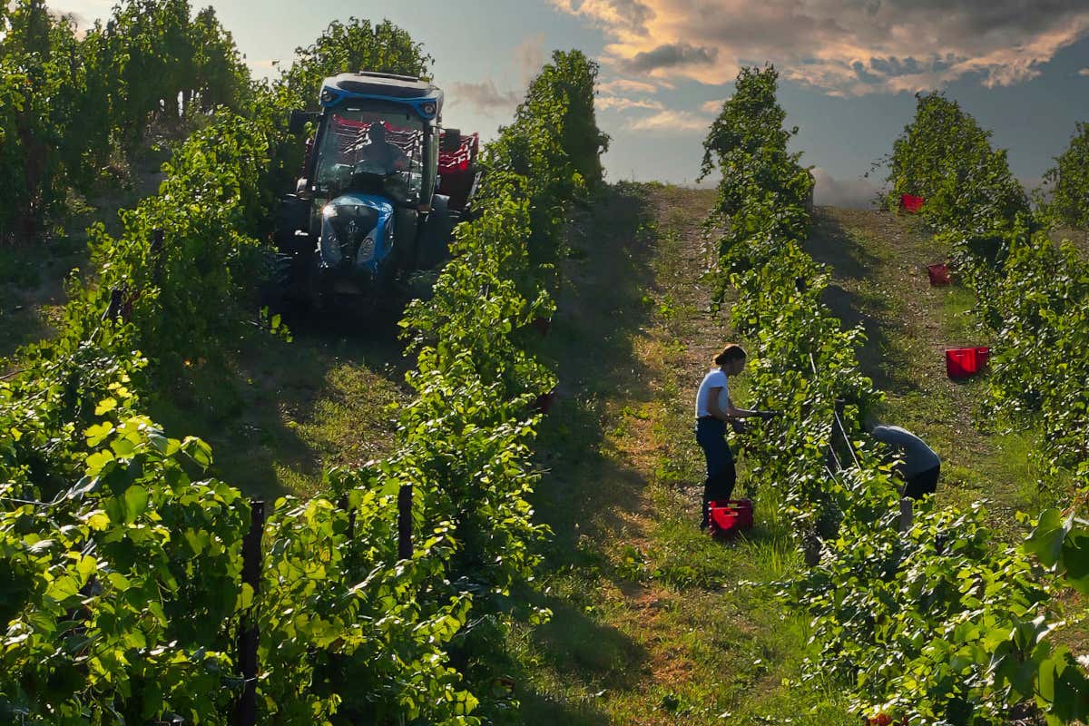 Cantina Castello di Uviglie: una storia tra vino, territorio e famiglia nel Monferrato Cantina Castello di Uviglie: una storia tra vino, territorio e famiglia nel Monferrato