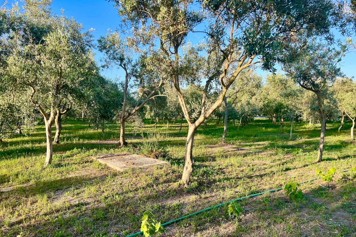 Orto biologico e cucina d'autore: la filosofia circolare della Tenuta Nunziata