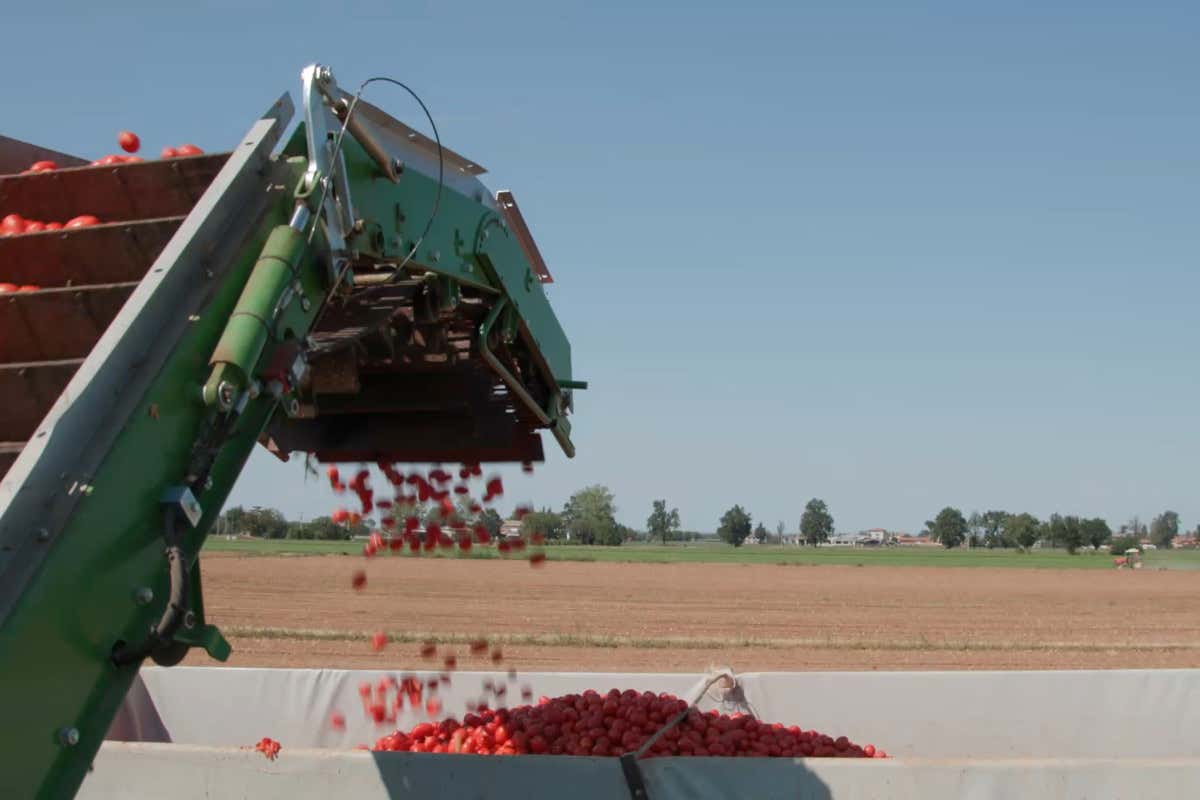 Dai terreni all’ottimizzazione energetica: raccolta del pomodoro più sostenibile (e in crescita) Dai terreni all’ottimizzazione energetica: raccolta del pomodoro più sostenibile (e in crescita)