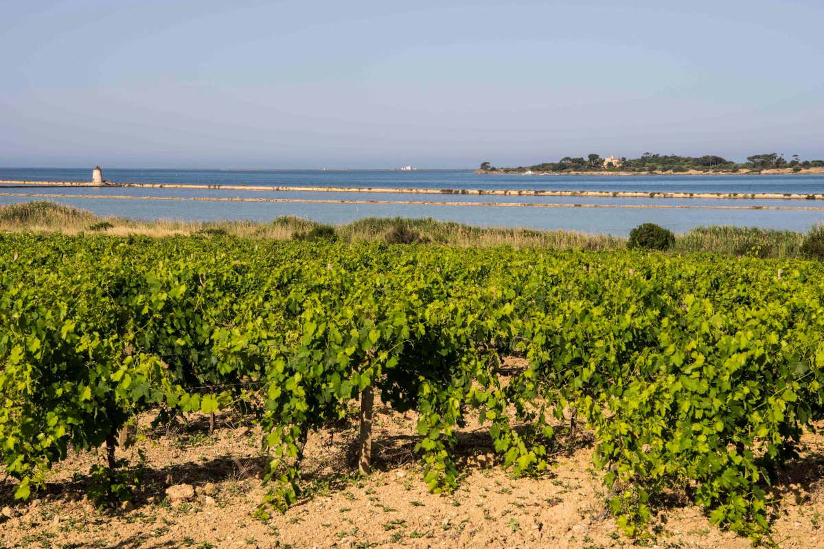 Doc Sicilia, il progetto che trasforma la crisi del consumo di vino in un’opportunità globale Doc Sicilia, il progetto che trasforma la crisi del consumo di vino in un’opportunità globale